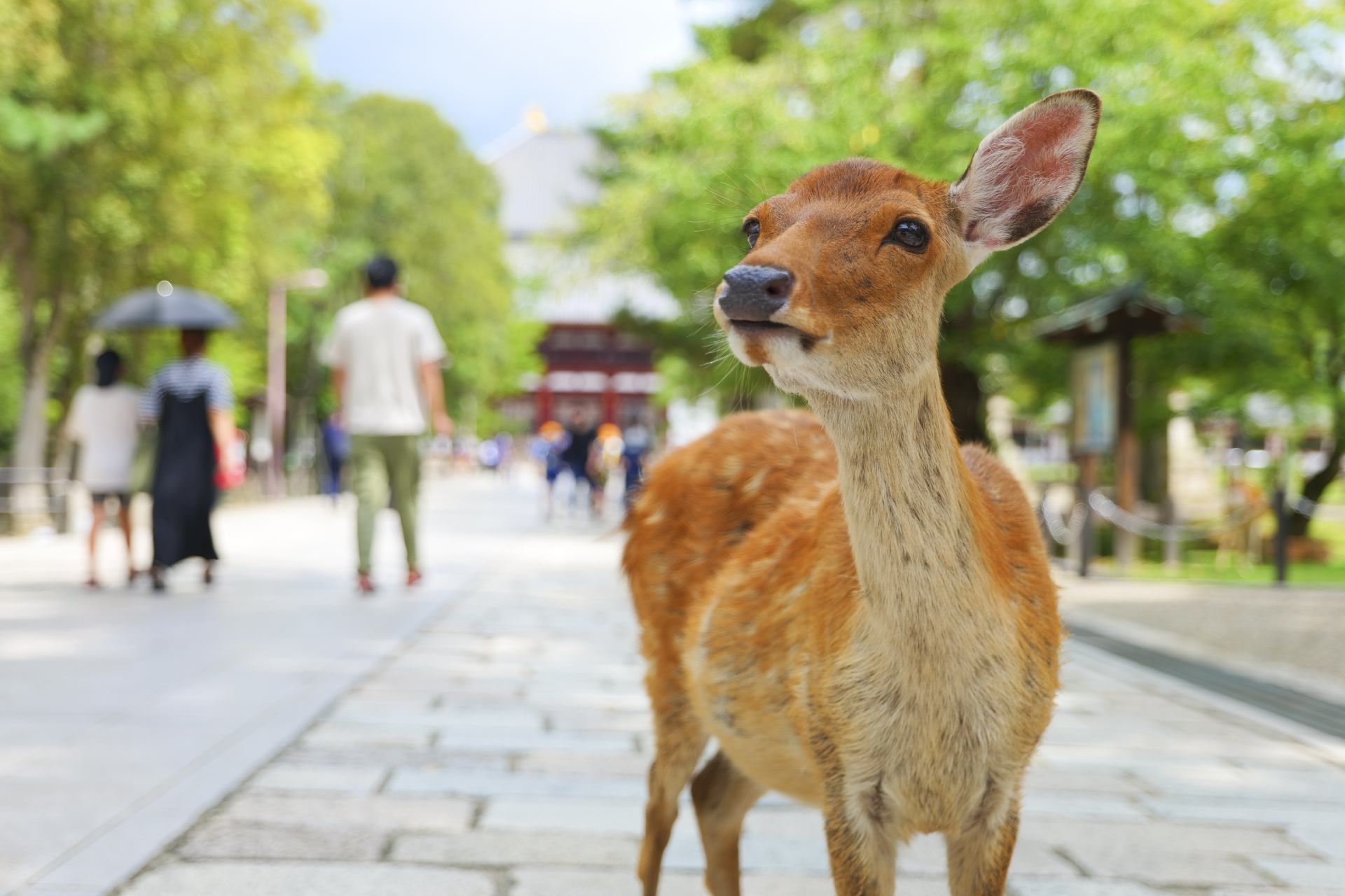 奈良公園