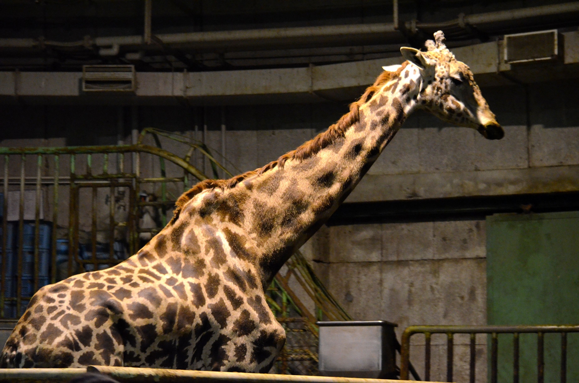 東武動物園 