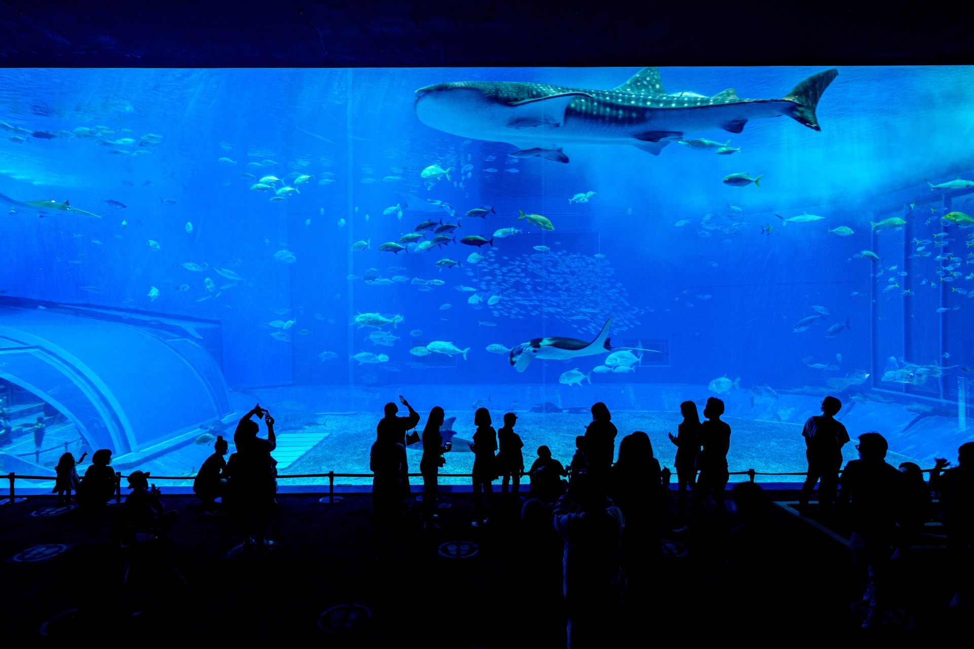 沖縄美ら海水族館